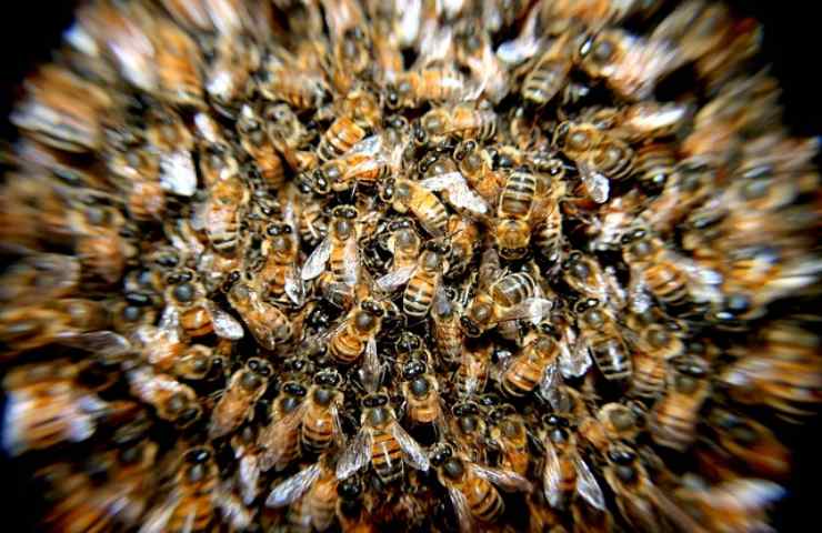 significato sognare insetti sul corpo
