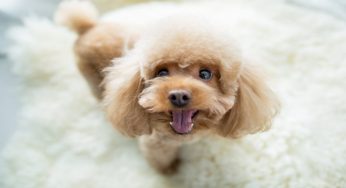 Cane che abbaia al citofono: perché e come farlo smettere