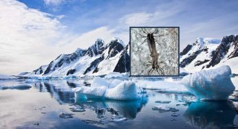 Belgica Antarctica, l’unico insetto dell’Antartide rischia l’estinzione