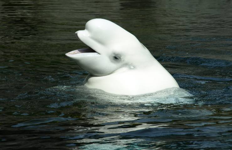 come è morto beluga senna