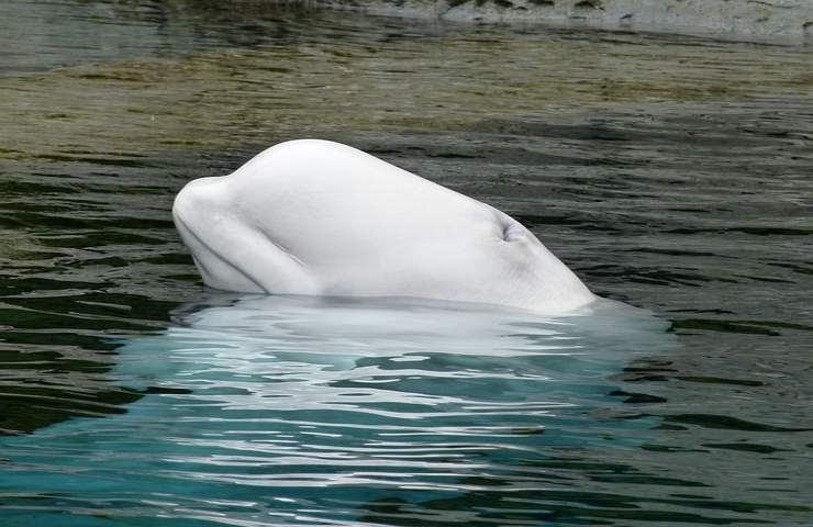 beluga senna morte 