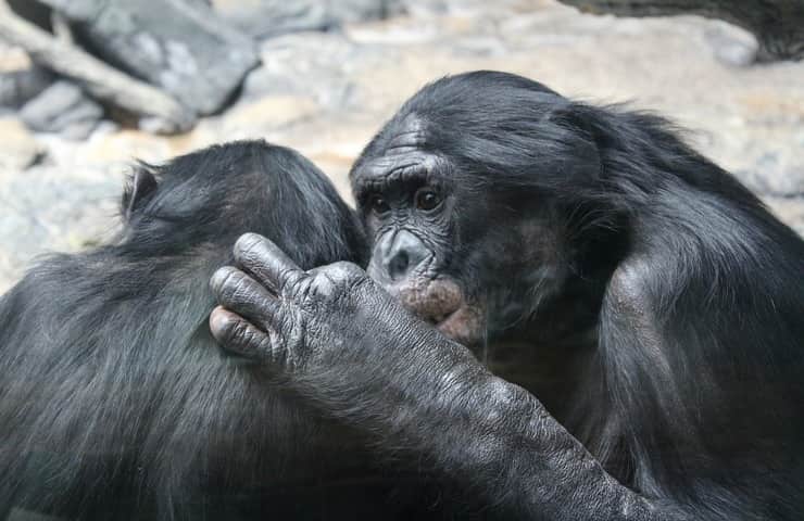 Atteggiamento consolatorio Bonobo