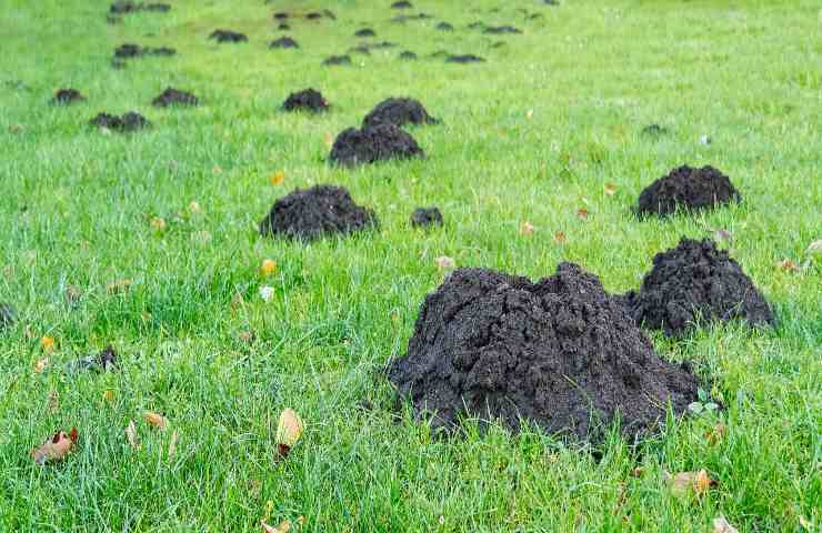 come eliminare buche in giardino