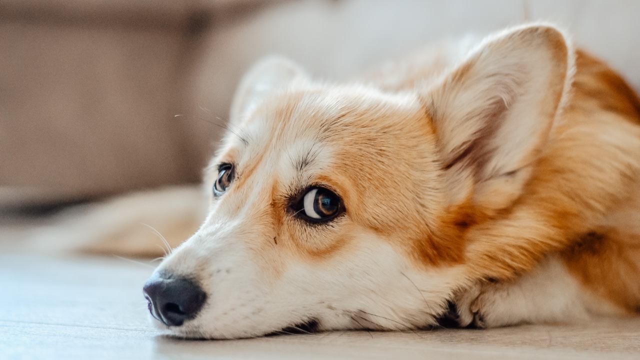 Come insegnare al cane a fare i bisogni fuori anche col maltempo