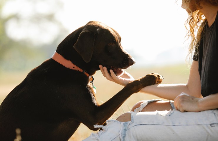 Quando educare un cane