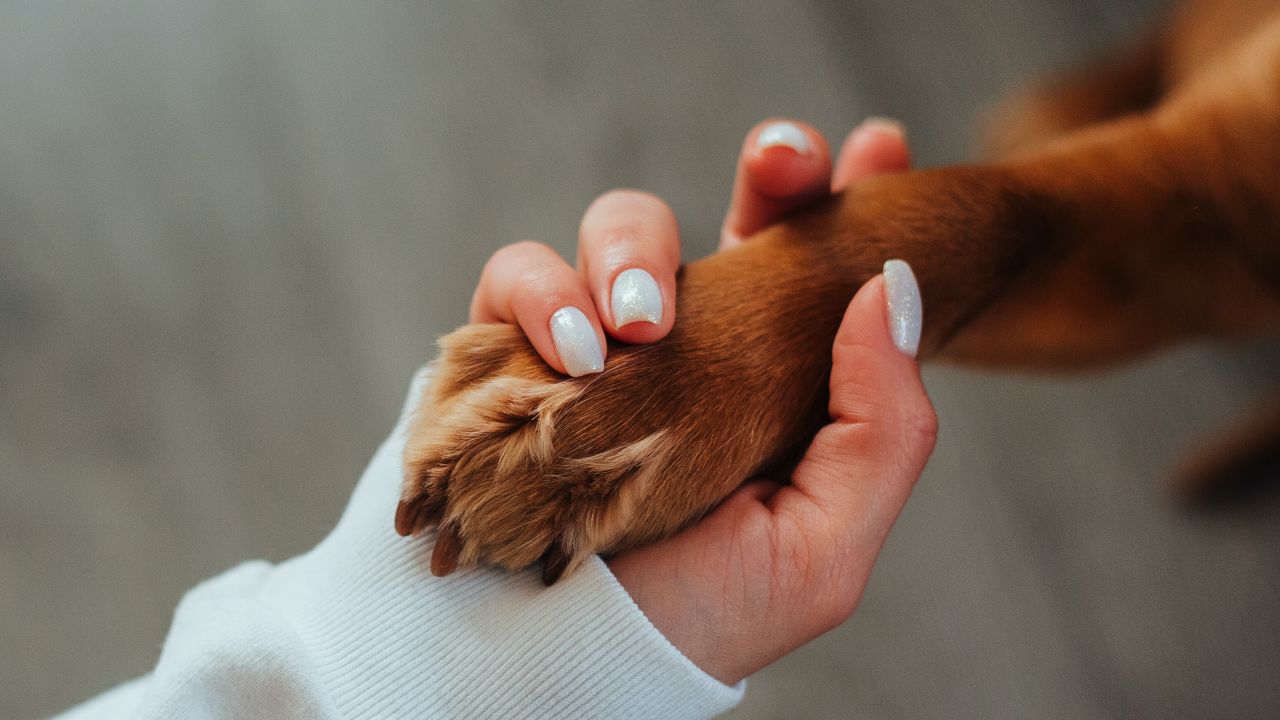 Come insegnare al cane a dare la zampa video tutorial