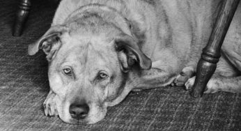 Capire quando un cane sta per morire: i tristi segnali