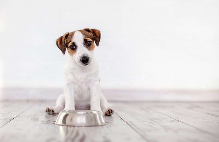 cosa fare se il cane non mangia