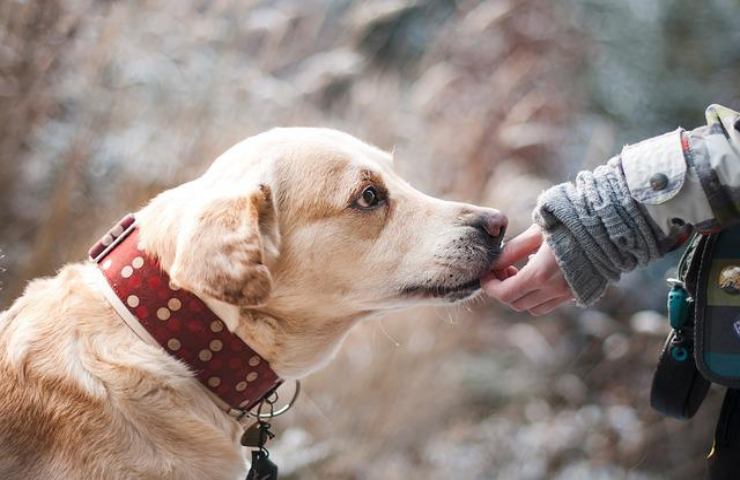 Esperimento cani condotto in giappone