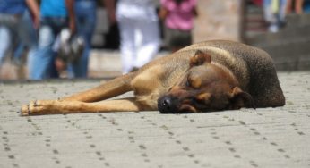 Esche velenose per cani, scatta l’allerta: ecco dove