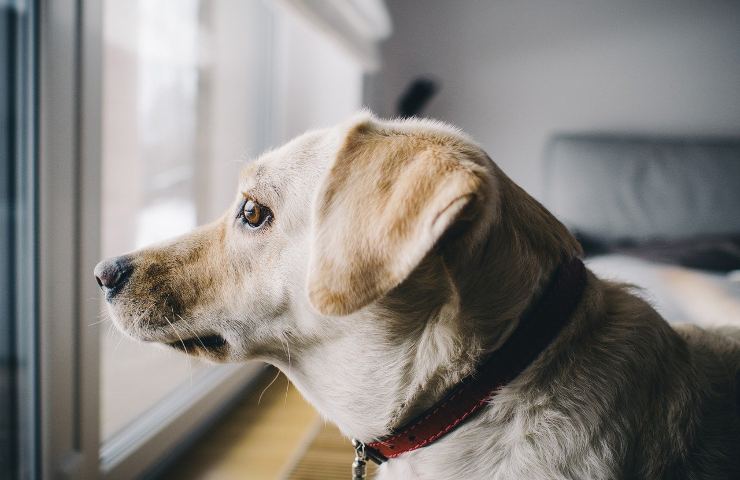 Cani e percezione del rientro del padrone