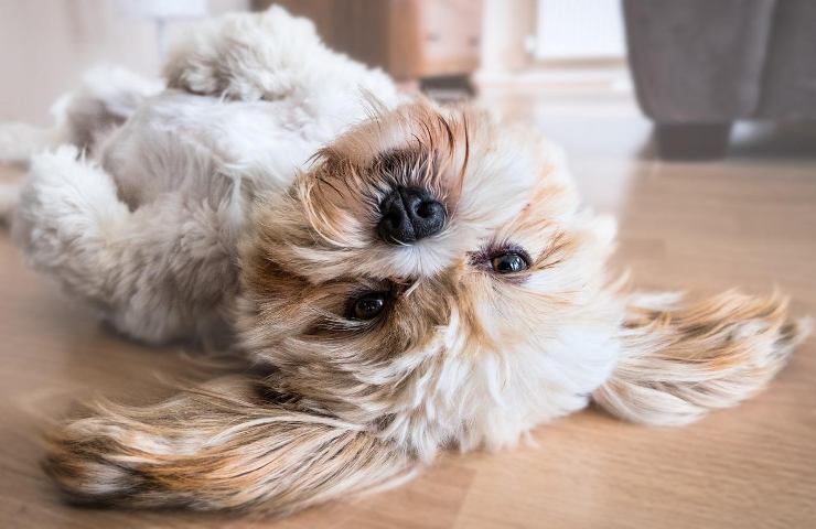 Cane, come calcolare l'età
