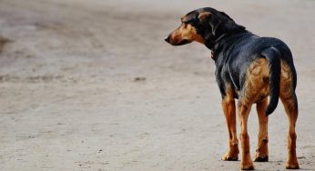 Cosa rischia per legge chi abbandona un cane