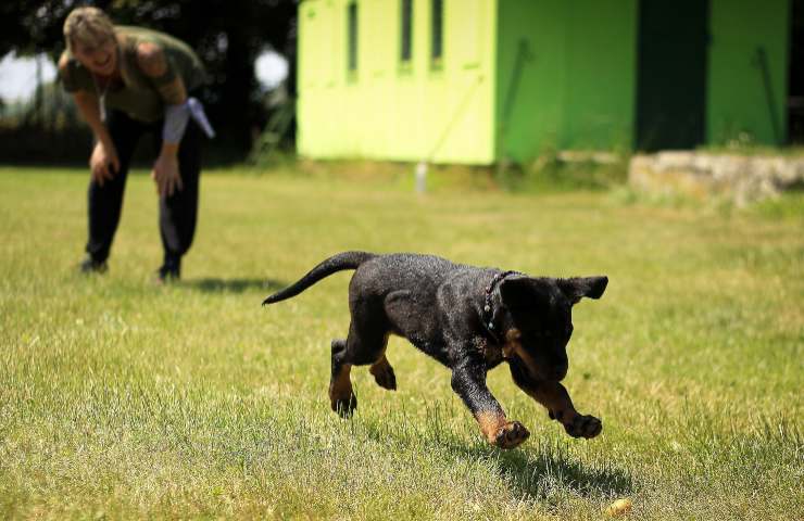 Quando educare un cane