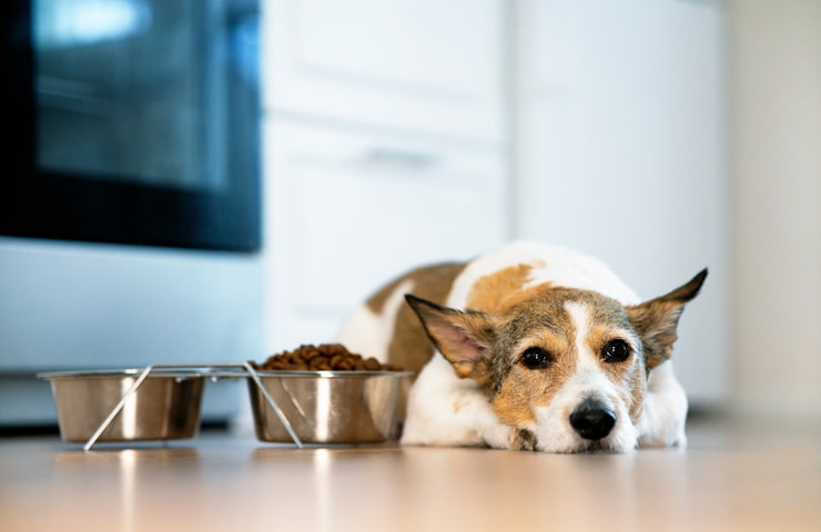 Veleno per formiche pericoloso per i cani