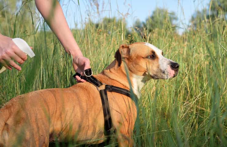 Repellenti antizanzare pericolosi per cani e gatti