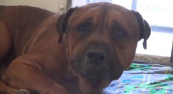 Viene abbandonato, il pianto di questo cane è straziante | Video