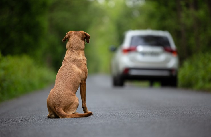 Cane abbandonato