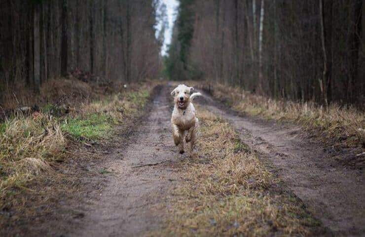 Cane che corre nel bosco