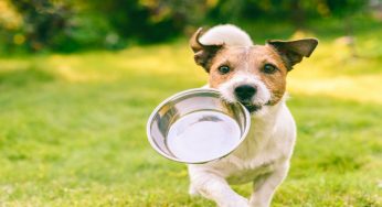 Si può dare la mozzarella al proprio cane?