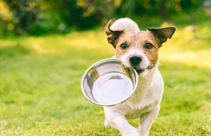 i cani possono mangiare la mozzarella?