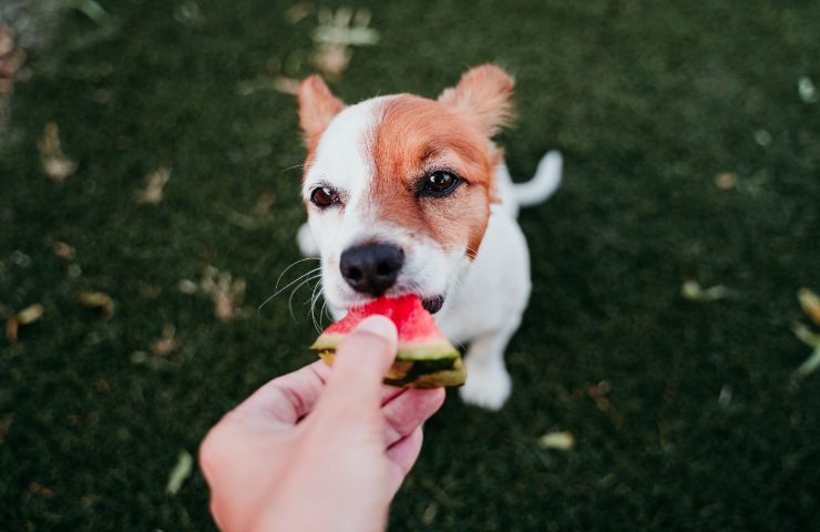 Cani e frutta estiva: cosa evitare