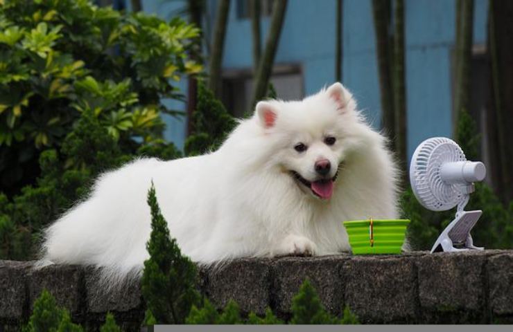 cane condizionatore movimenti