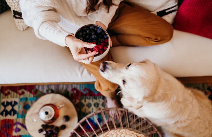 Cani e frutta estiva: cosa evitare