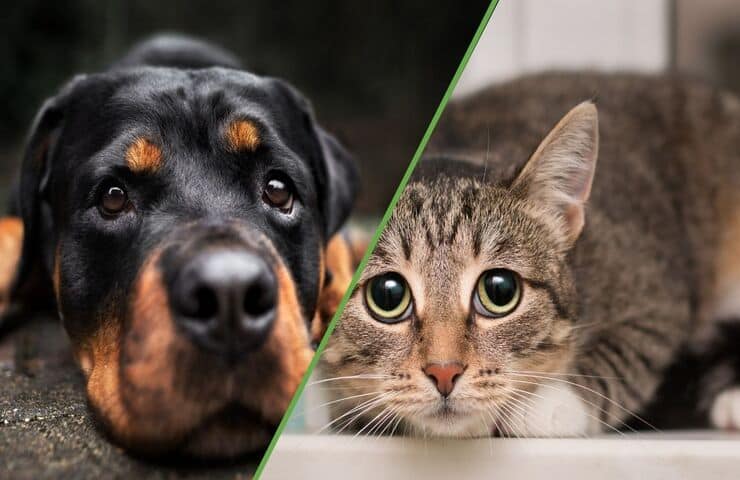 Repellenti antizanzare cani e gatti pericolosi