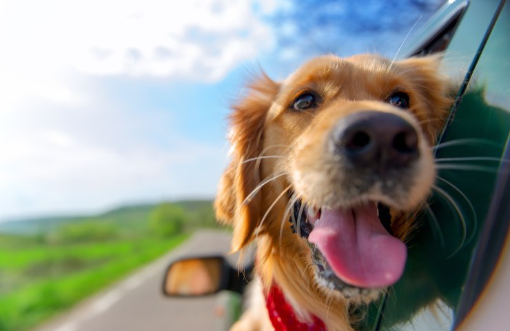 Cane in auto: cosa non fare