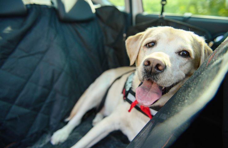 Cane in auto: cosa non fare