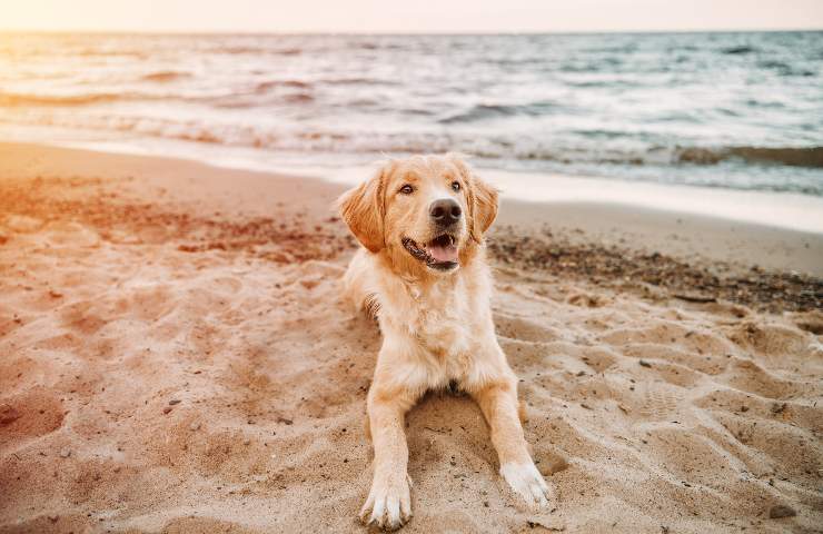 accesso cani spiagge pubbliche e private legge italiana