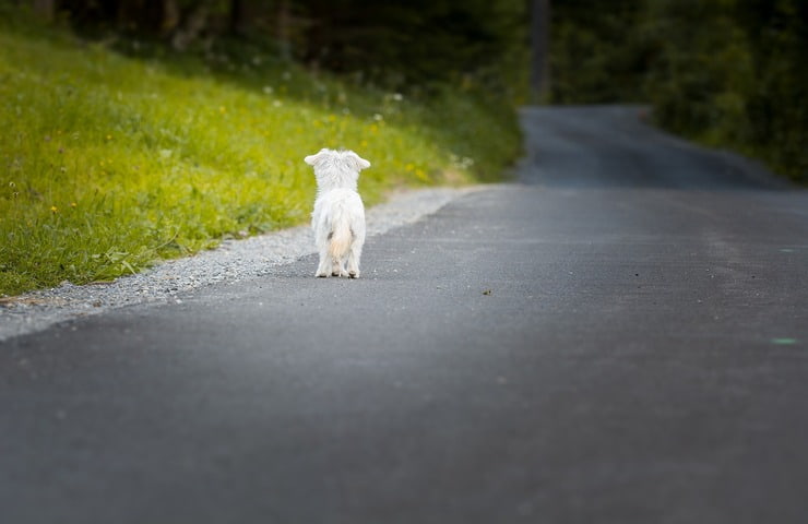 Cosa fare se si trova un cane solo in strada