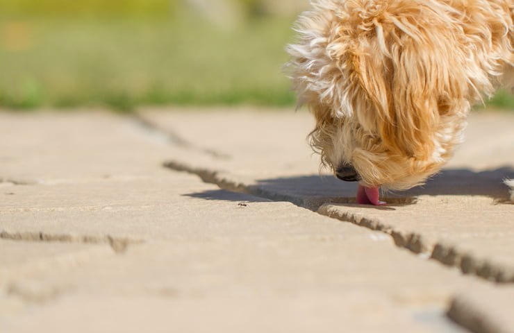 E' pericoloso per il cane leccare il veleno per formiche