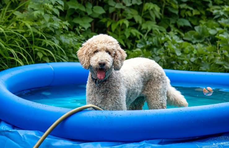 cani piscina costruita fai da te