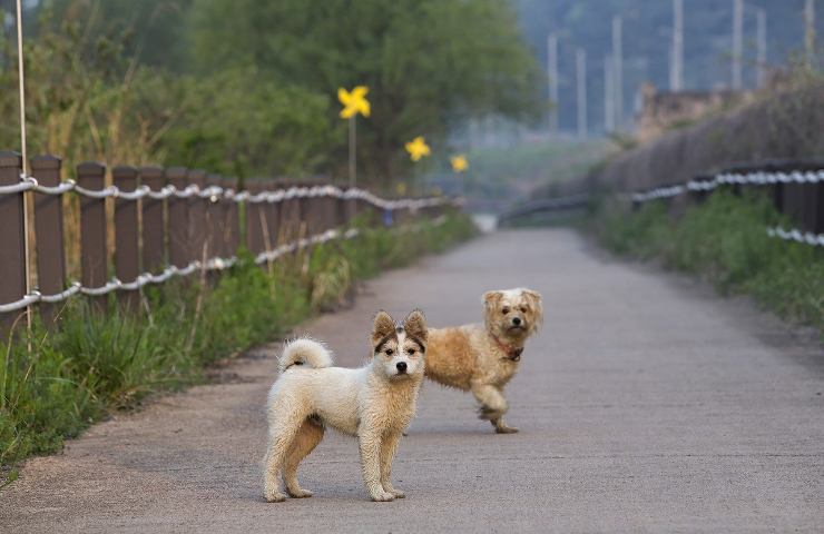 Cani reato di abbandono