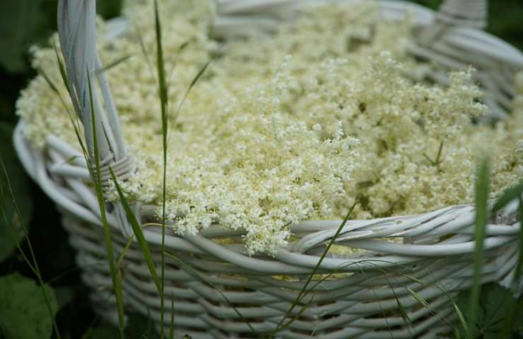 foraging che cos'è? Come funziona