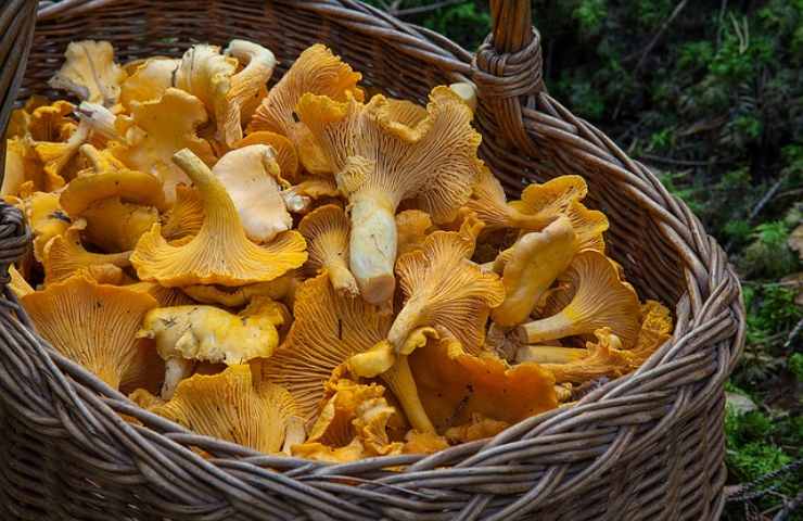 come praticare il foraging nel modo migliore 