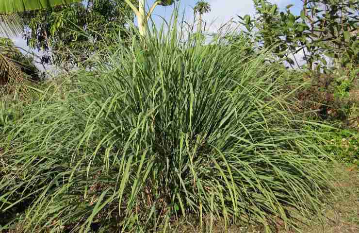 citronella anti-zanzare