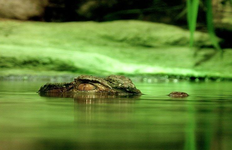 alligatore attacca uomo lago america