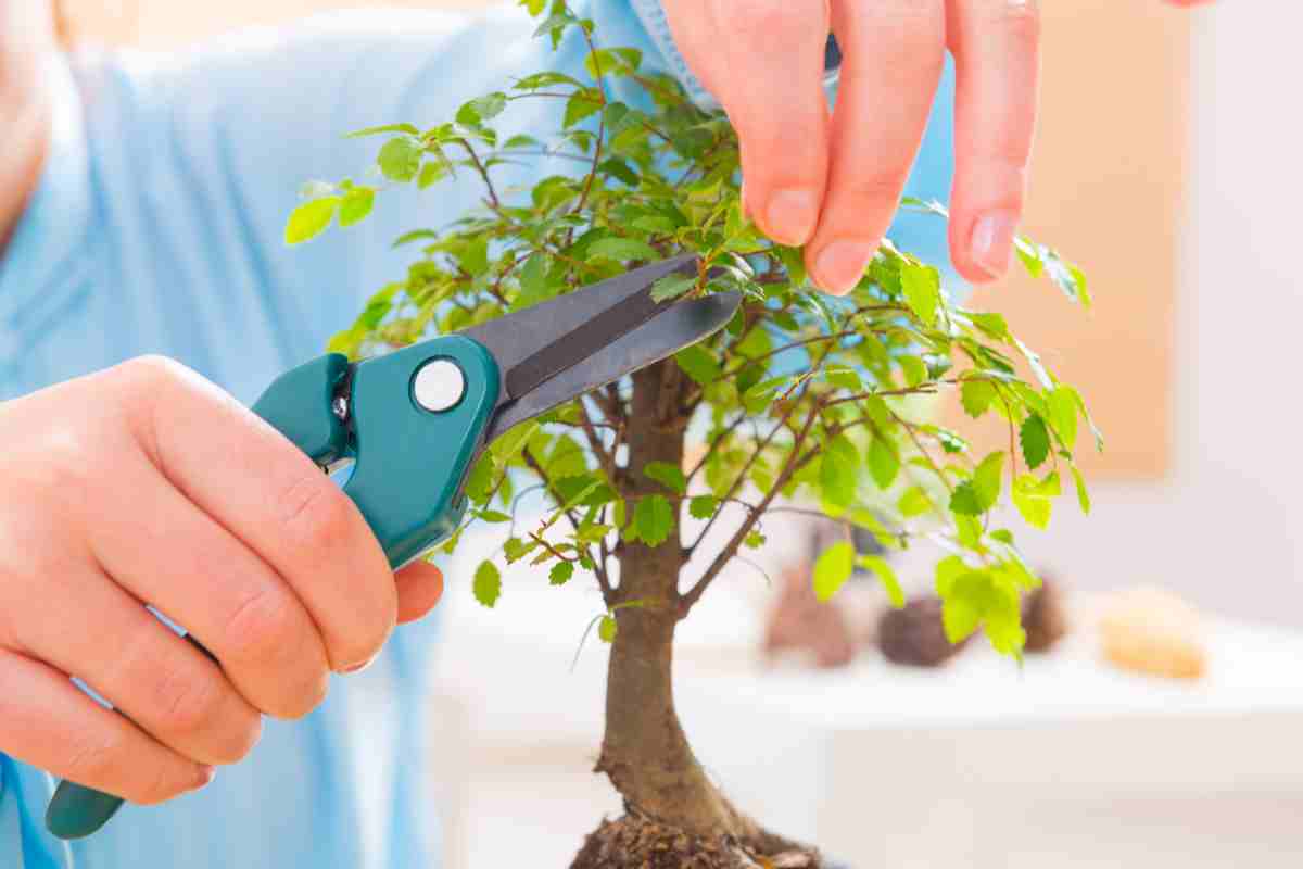 Come prendersi cura di un bonsai