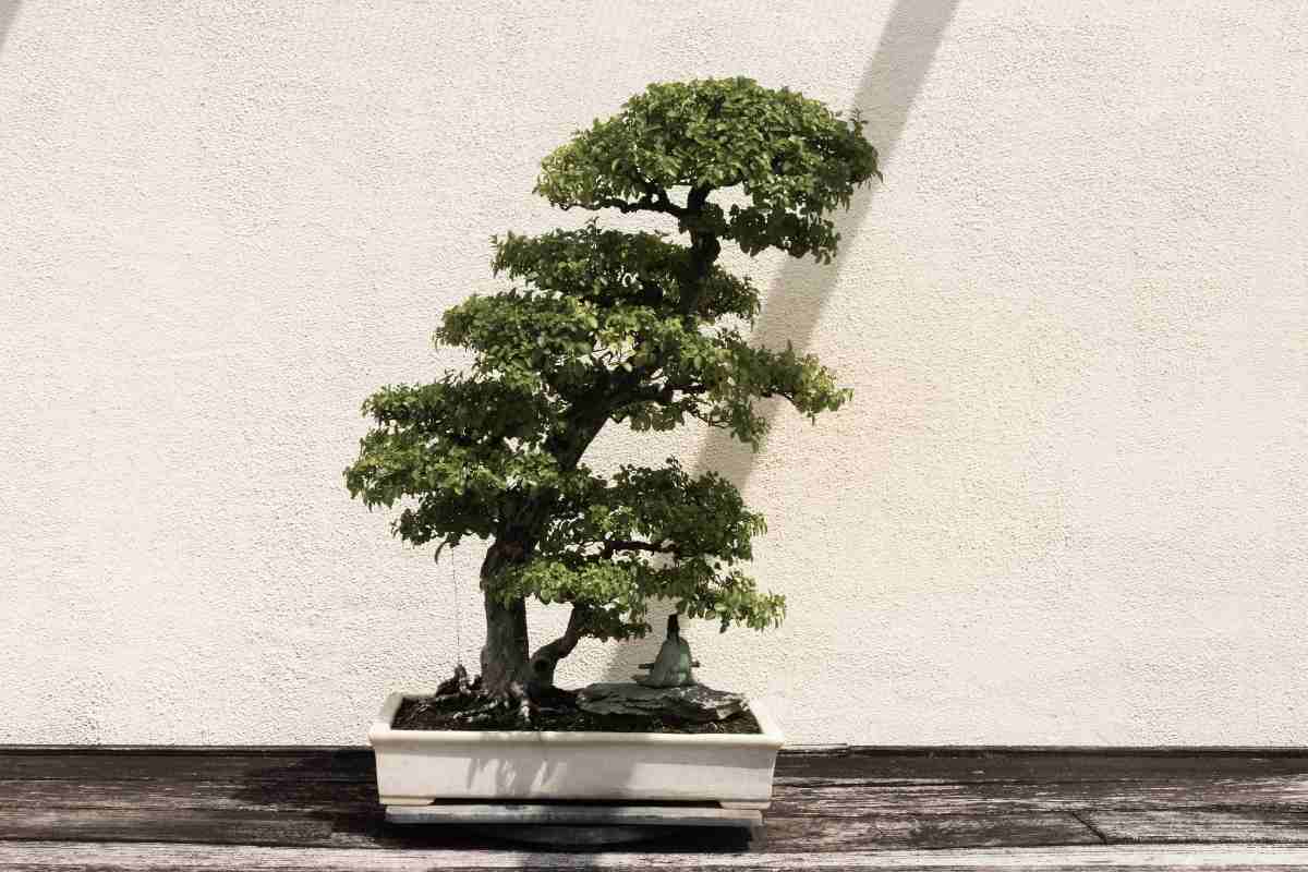 Cosa significa il termine bonsai