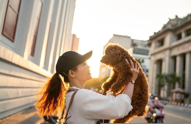 Cosa fare se si trova un cane da solo in strada