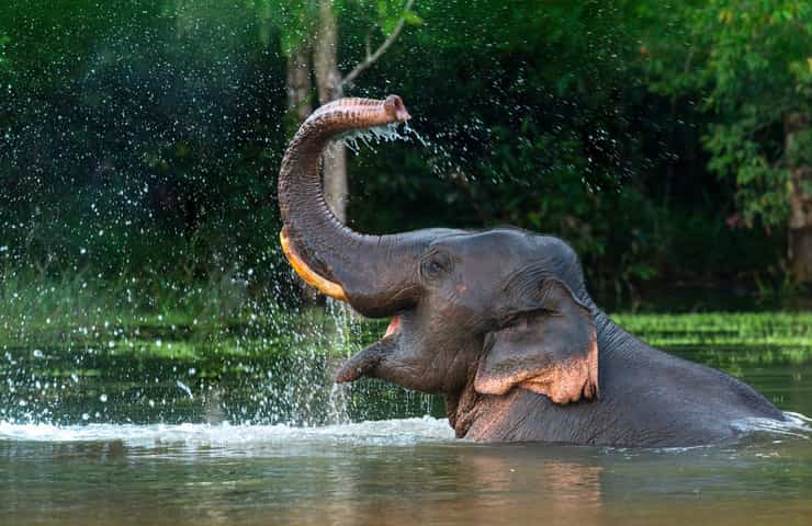 Giornata mondiale elefanti