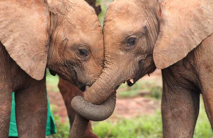 Giornata mondiale elefanti