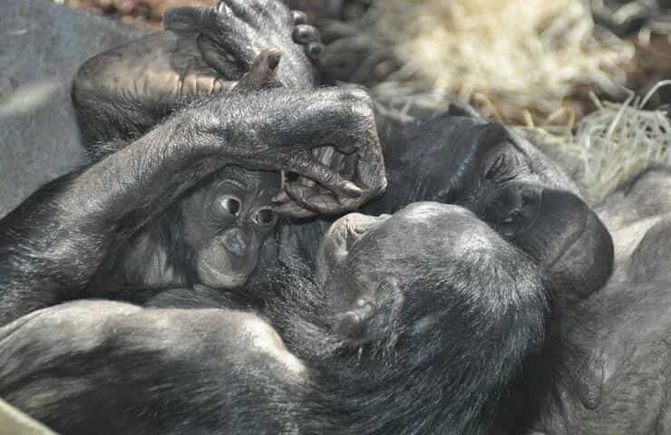 Bonobo piangono come bambini per farsi consolare