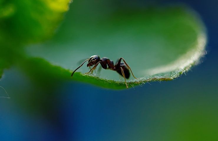 allontanare le formiche senza pesticidi