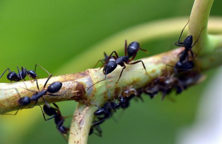 formiche sulle piante rimozione senza pesticidi
