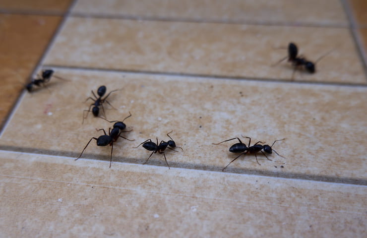 Come trovare nido formiche in casa