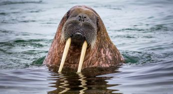 Freya, tricheco star di Oslo condannata a morte: il motivo è assurdo